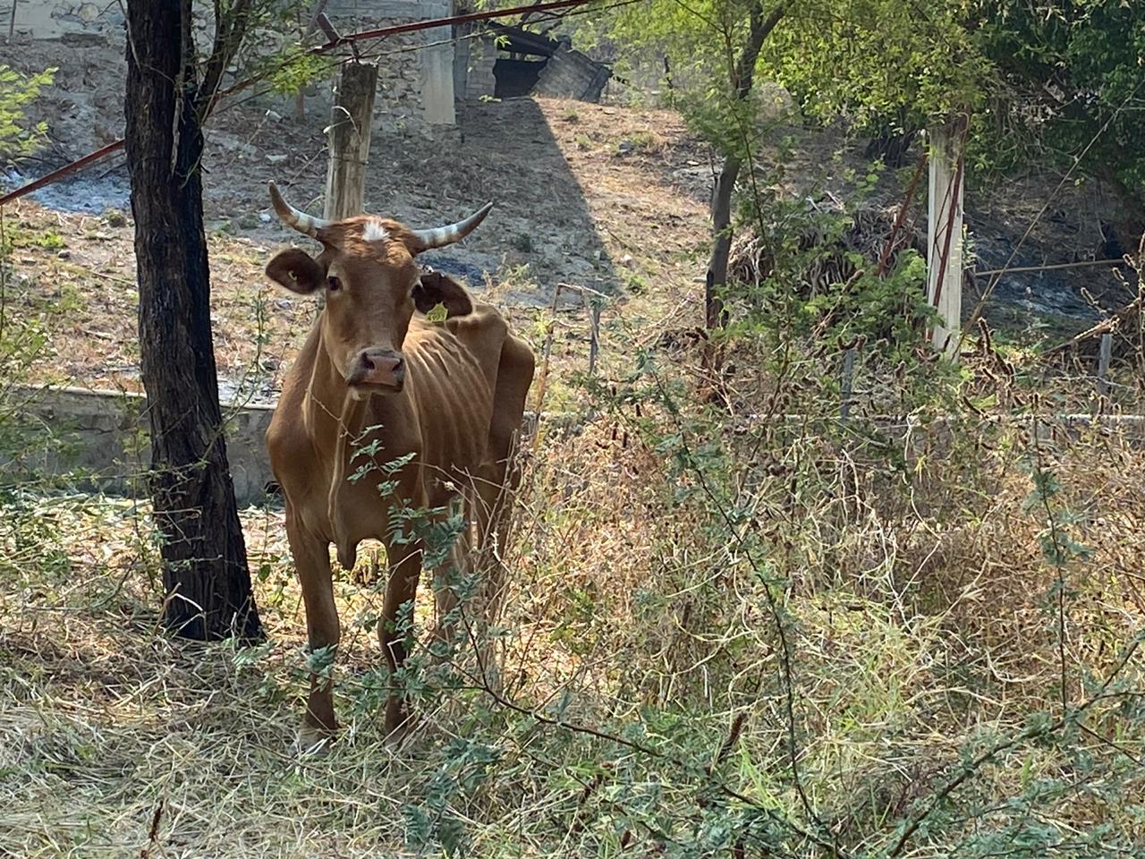 Ganaderos sacrificarán reses ante la poca demanda de CARNE