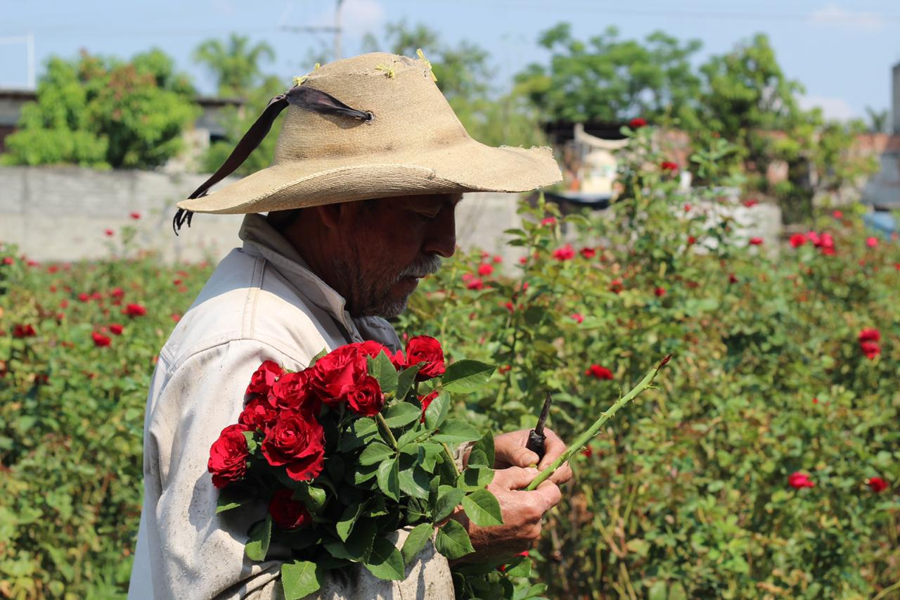 De Morelos se enviarán miles de ROSAS por en Día de las Madres gracias a internet