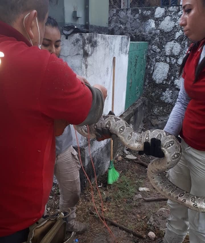 Rescatan SERPIENTE en Bachilleres de Jojutla
