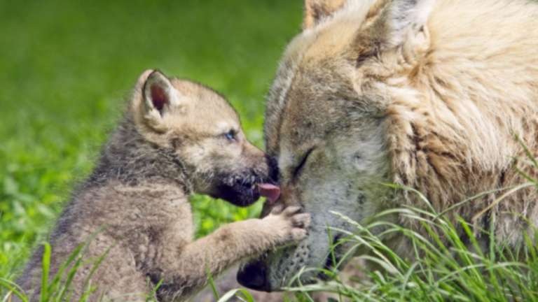 Salvan de la extinción al Lobo Gris mexicano, nacen 7 cachorros en zoológico de EU