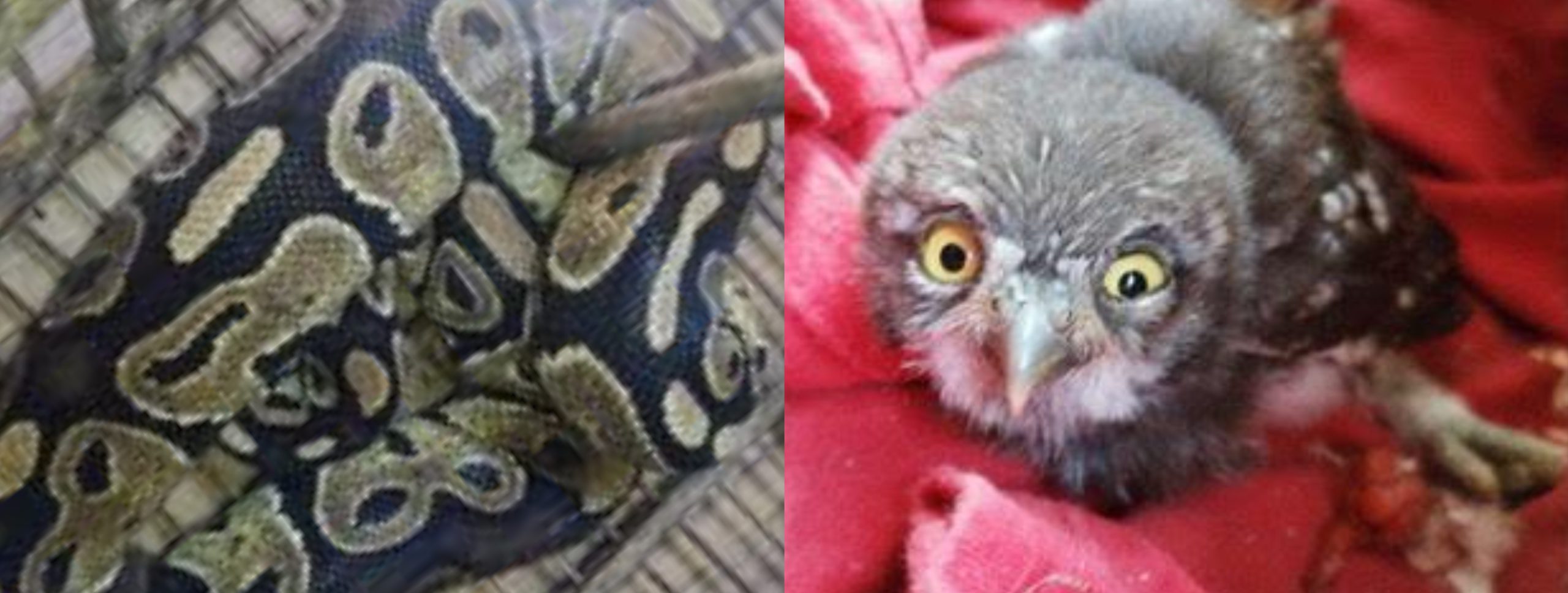 Profepa rehabilita y libera a animales rescatados por autoridades de PC
