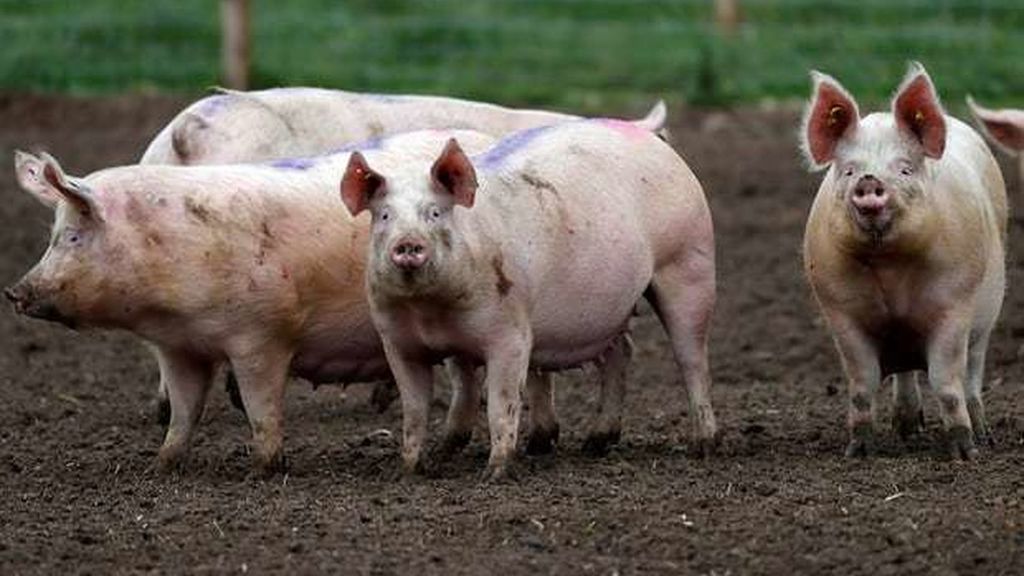 China descubre un nuevo virus porcino capaz de transmitirse al humano