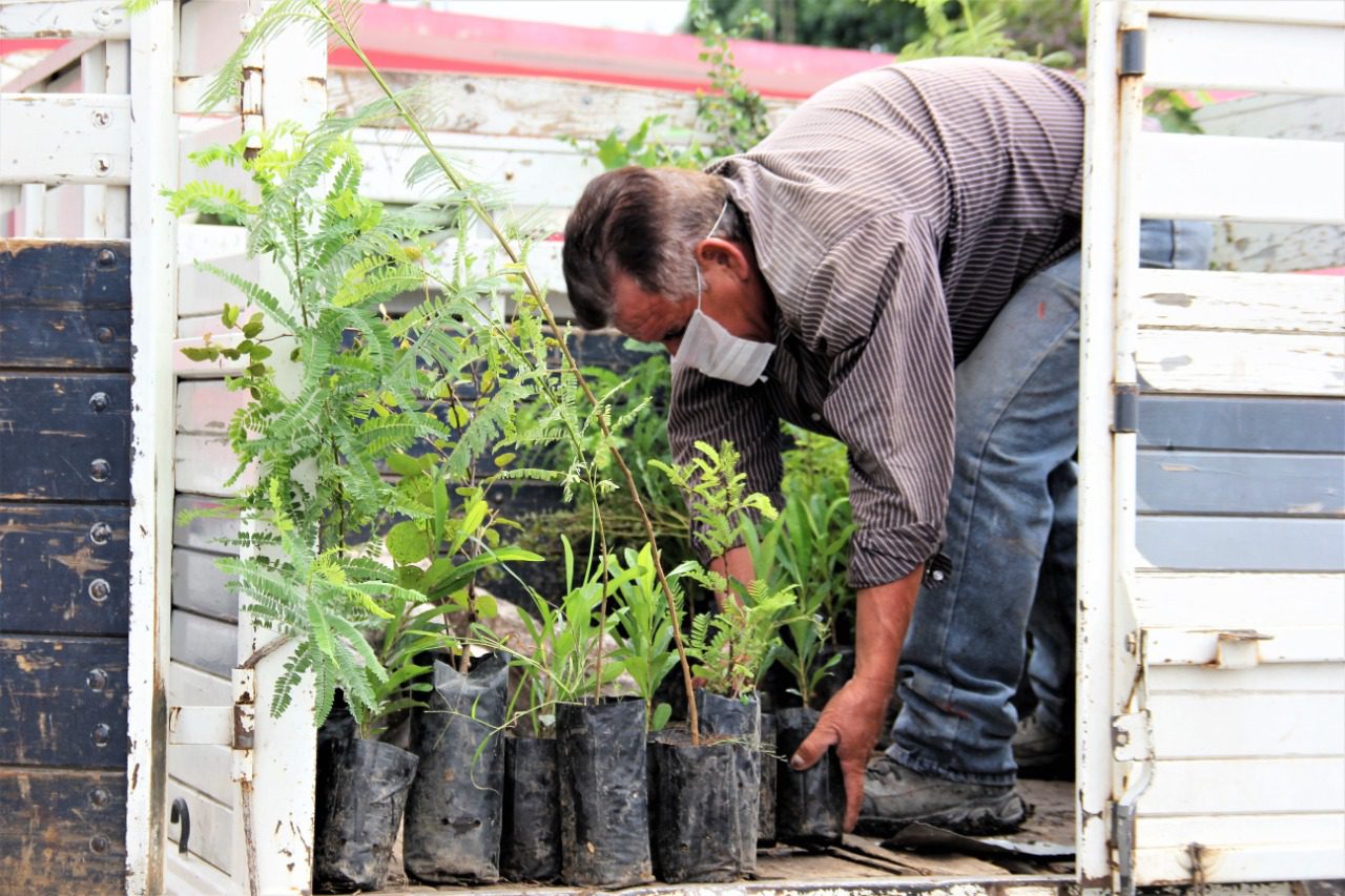 Entregan mil 500 árboles para reforestar Ayala