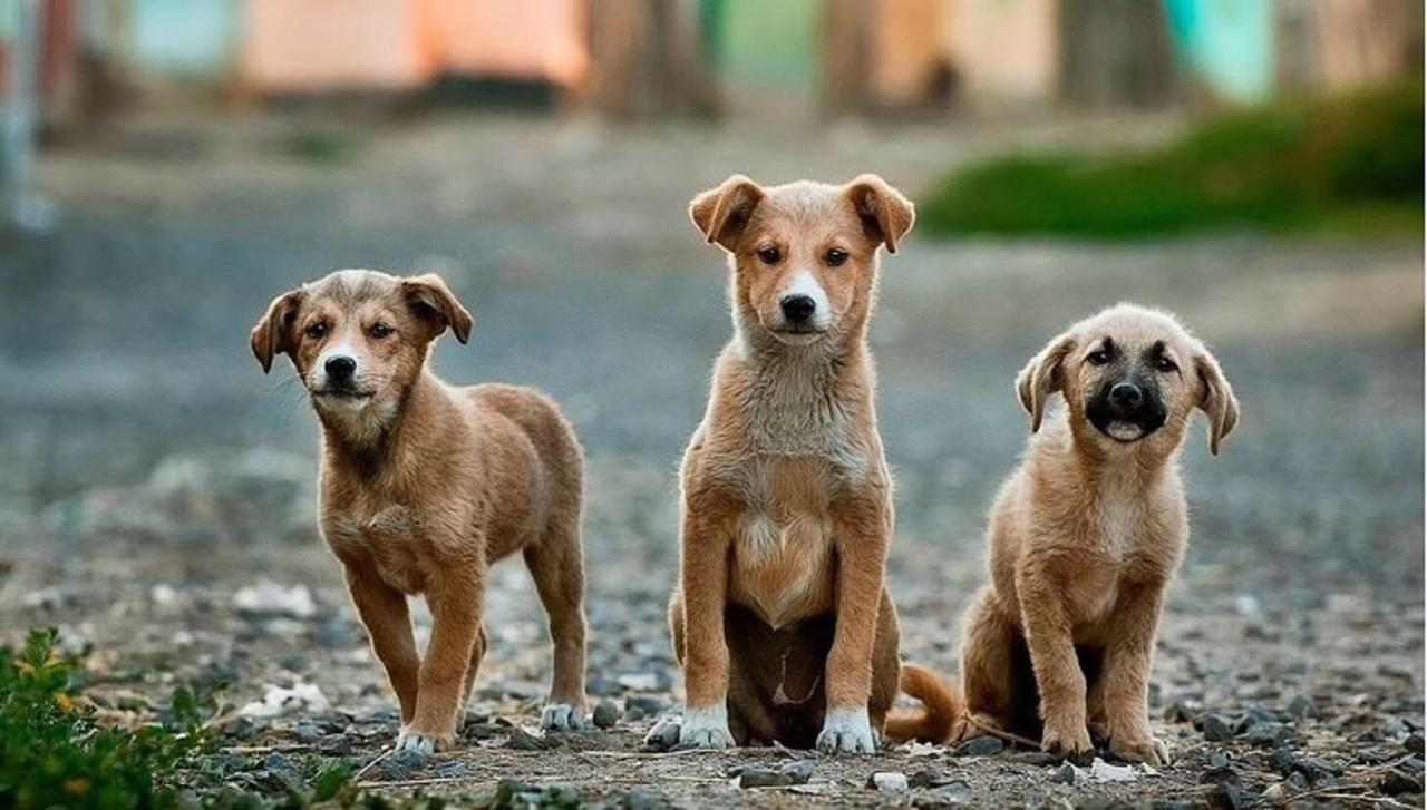 Crean plataforma de adopción de mascotas #AdoptaCDMX