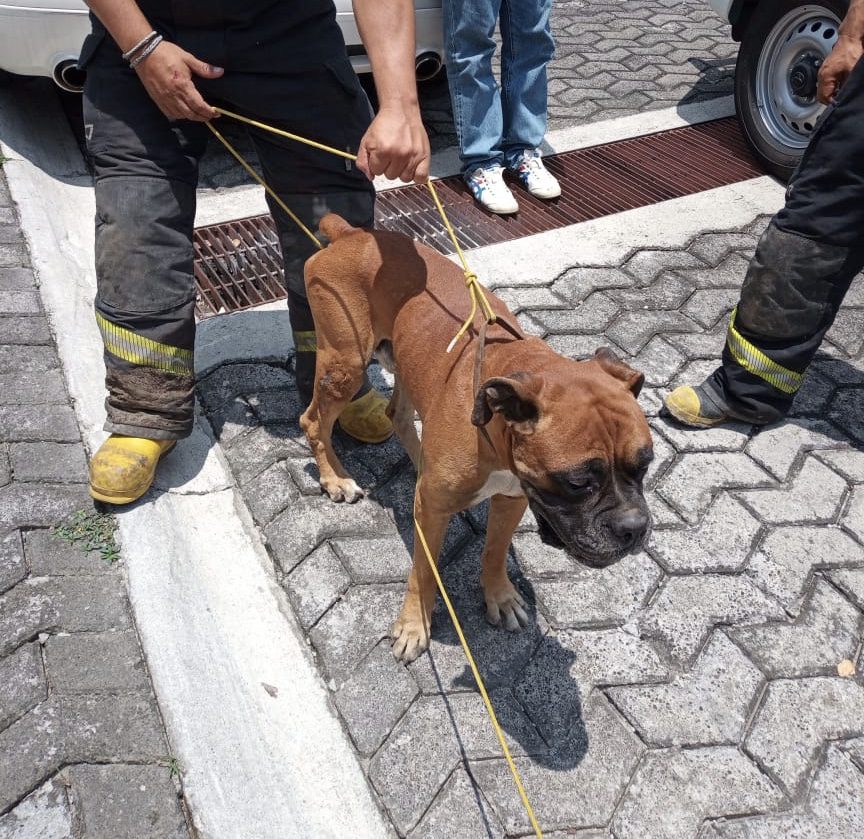 Rescata PC Cuernavaca a perros extraviados en Acapatzingo