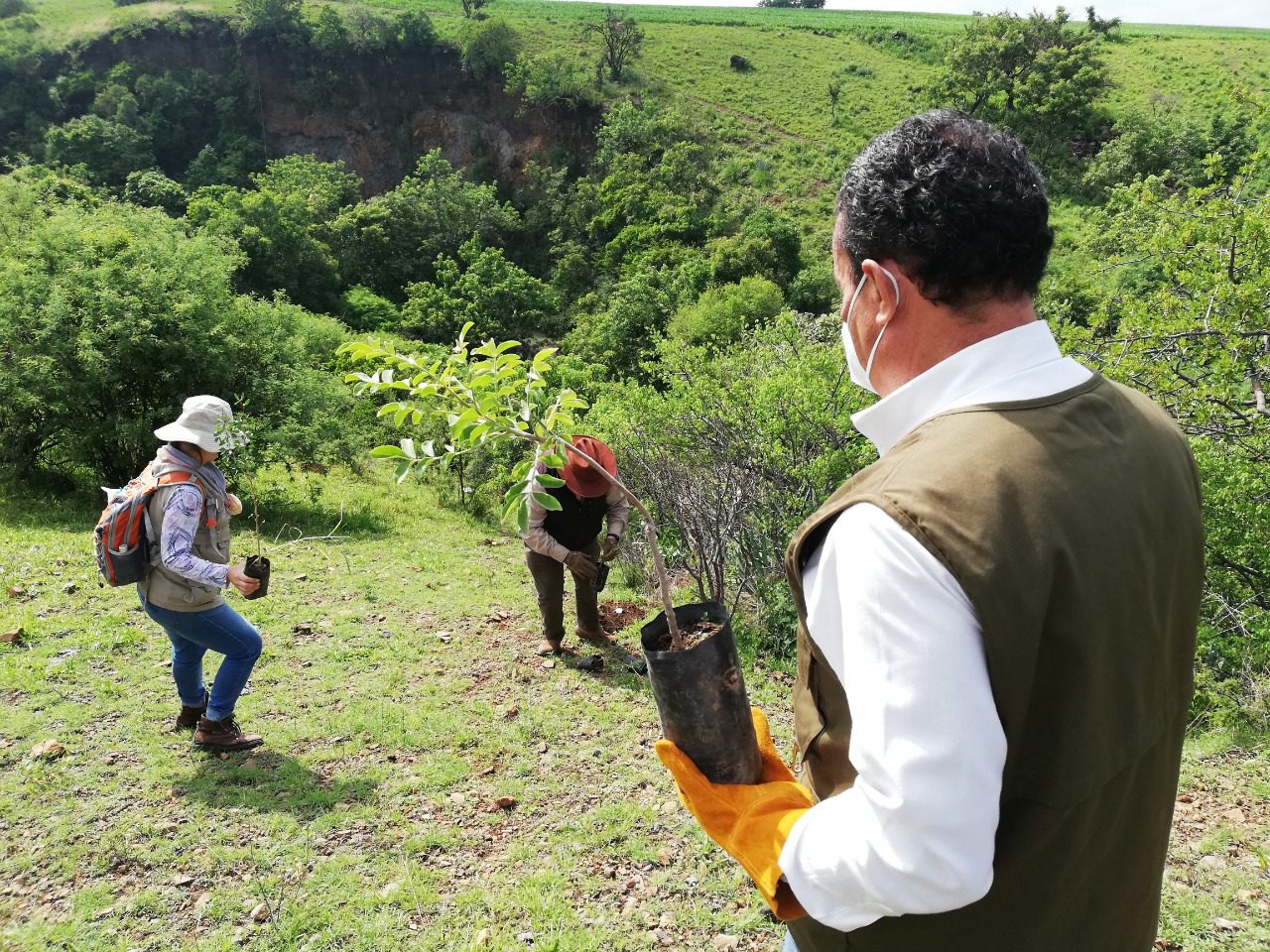 Reforestan con guamúchil, ciruelo, tepejuage y otros árboles,ejidos de Ocuituco