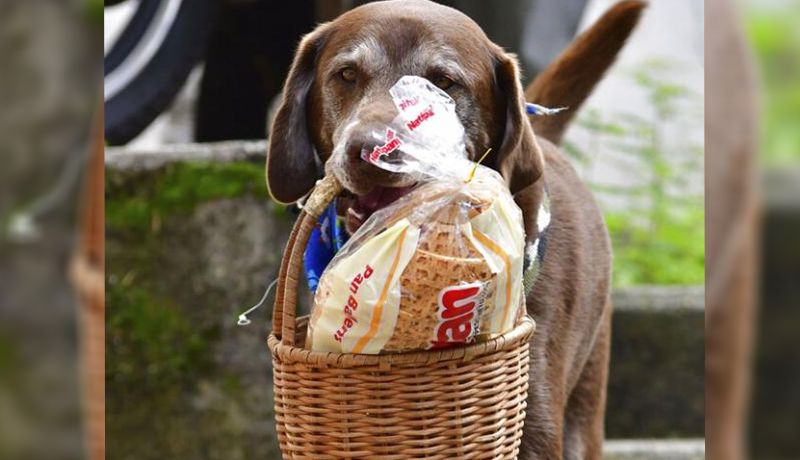 Asaltan a PERRO que trabaja de repartidor en tienda de Colombia