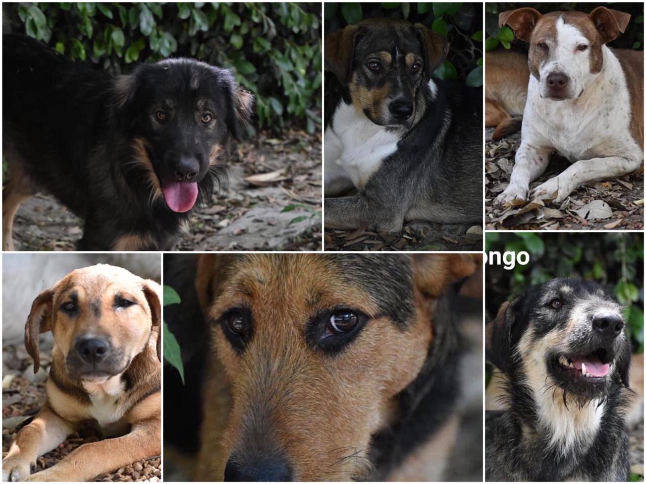[VIDEO] Abandonan a 24 perros en Cuernavaca piden apoyo para darles un HOGAR