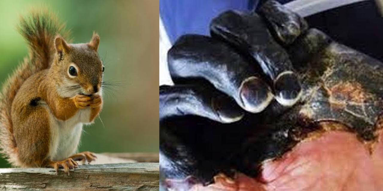Alertan por ardilla infectada con PESTE NEGRA en Colorado, EU