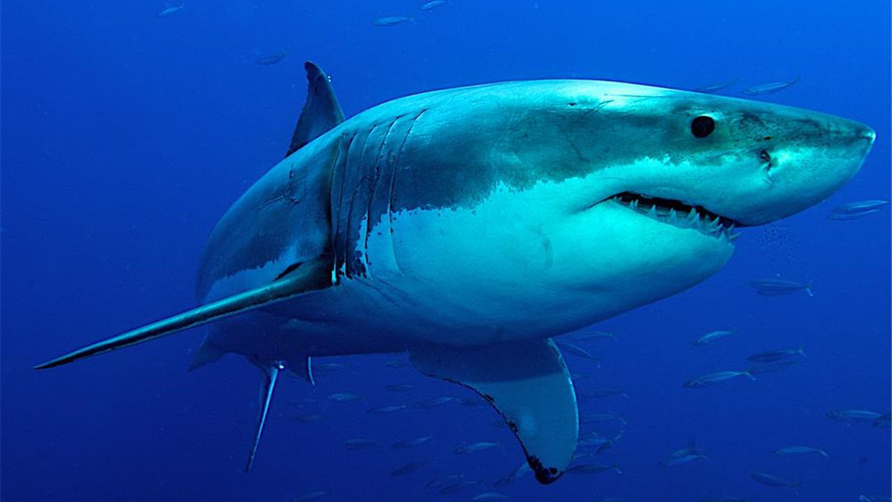 Tiburón salta a bote y arrastra a niño al mar