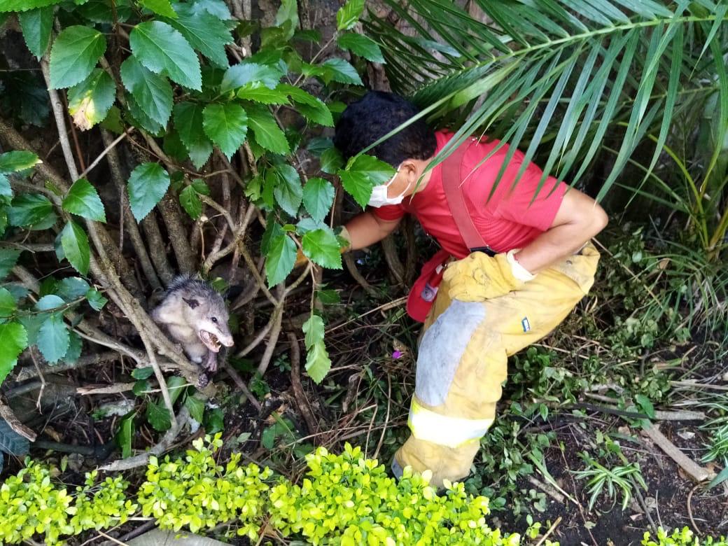 Capturan a Tlacuache en colonia de Cuernavaca
