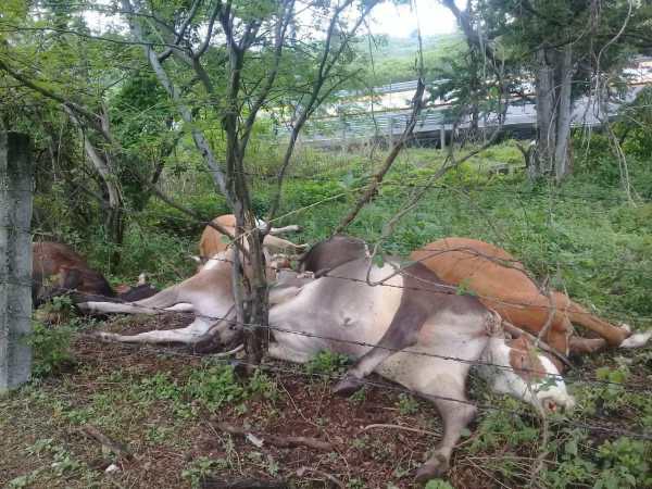 Acusan a policías de Amacuzac de matar a 6 vacas