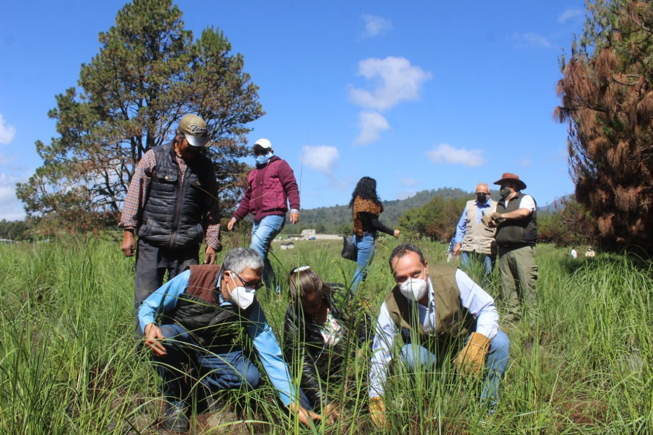 Comienzan la reforestación en Fierro del Toro, Huitzilac