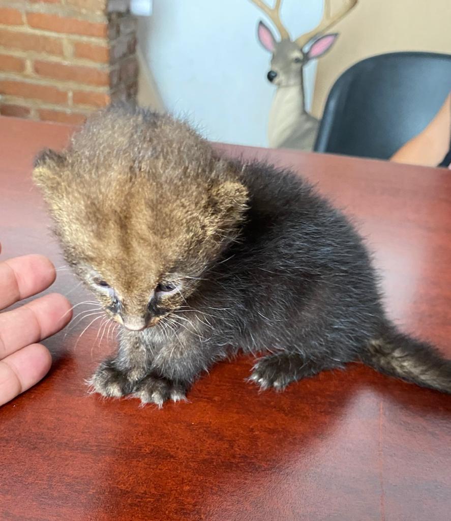 Rescatan a un cachorro de puma jaguarundi en Morelos