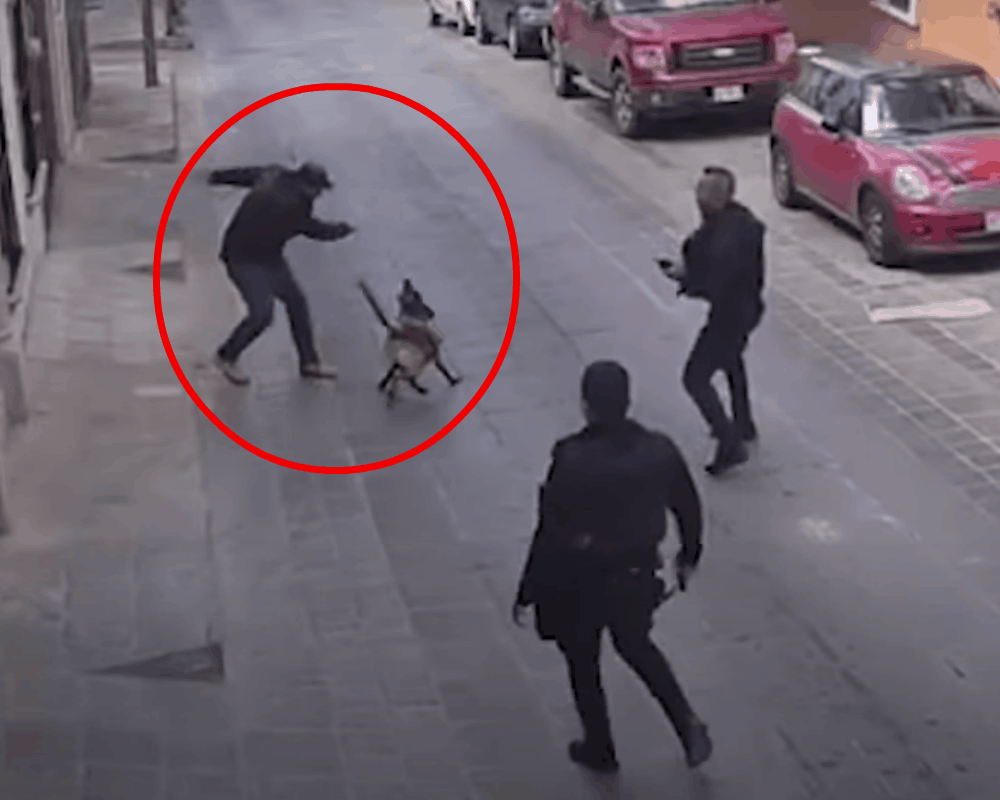 [VIDEO] Apuñalan a perro policía en cumplimiento de su deber