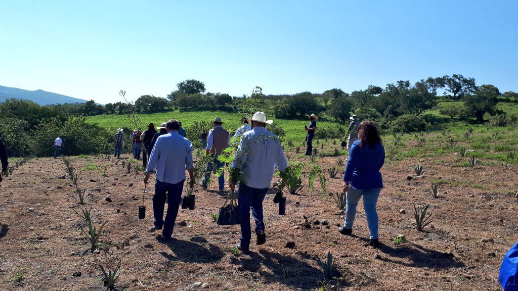 Plantan 3 mil árboles en Coatlán del Río