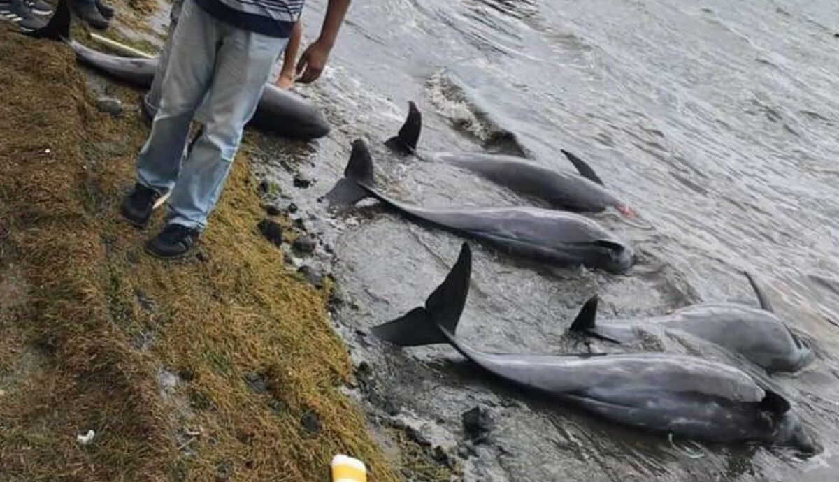 Hallan 18 delfines muertos tras derrame de petroleo en Isla Mauricio