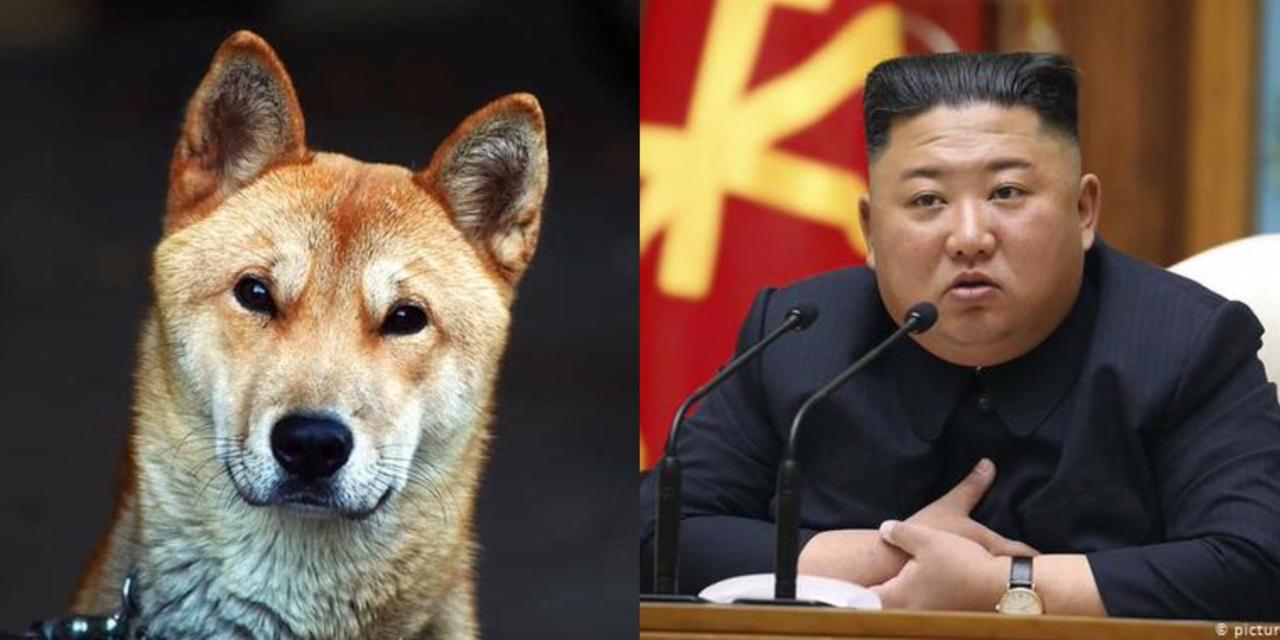 Prohíben tener perros en Corea del Norte, los enviarán a CARNICERÍAS
