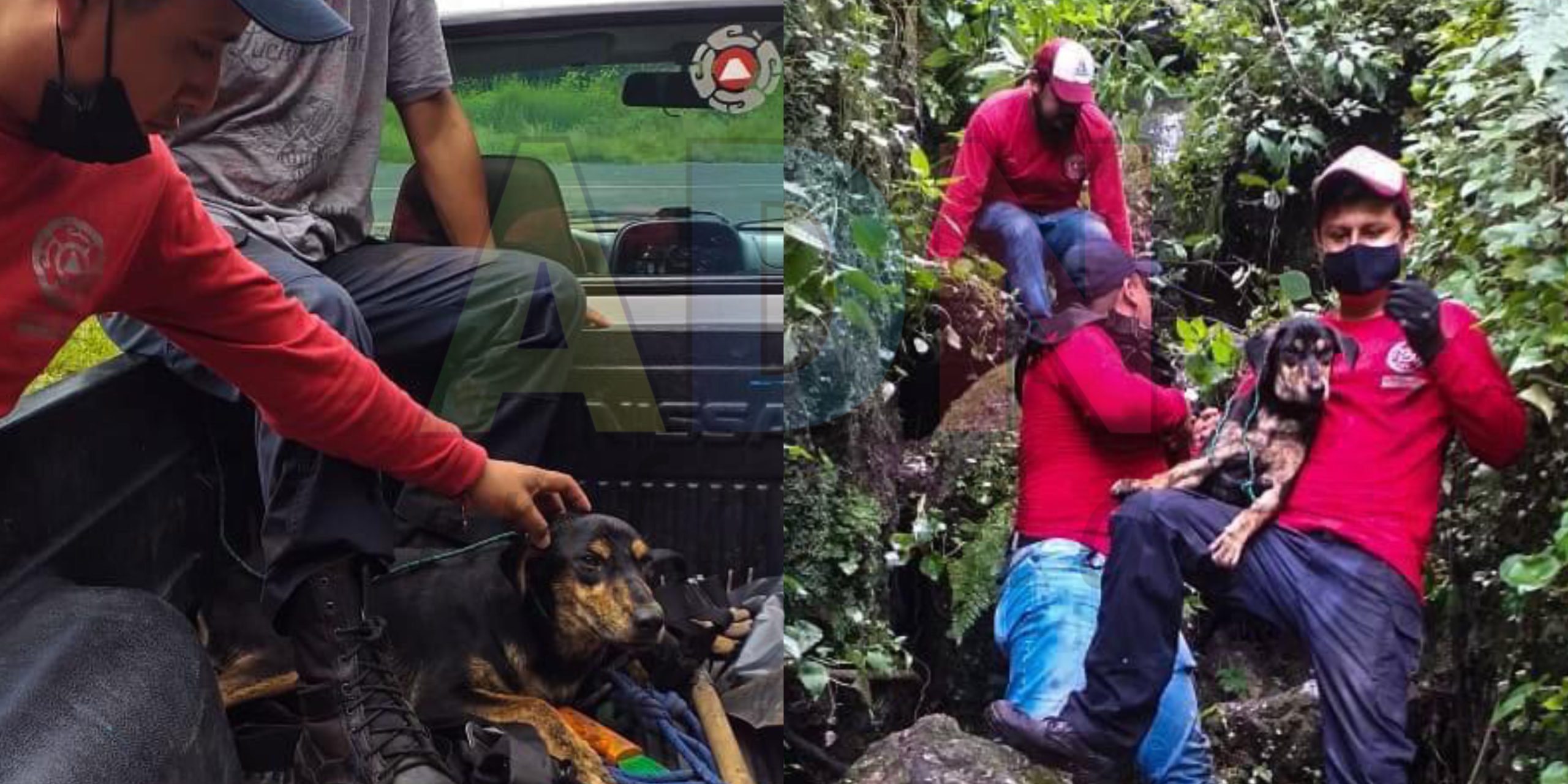 Rescatan a perrito atrapado entre los cerros de Tepoztlán
