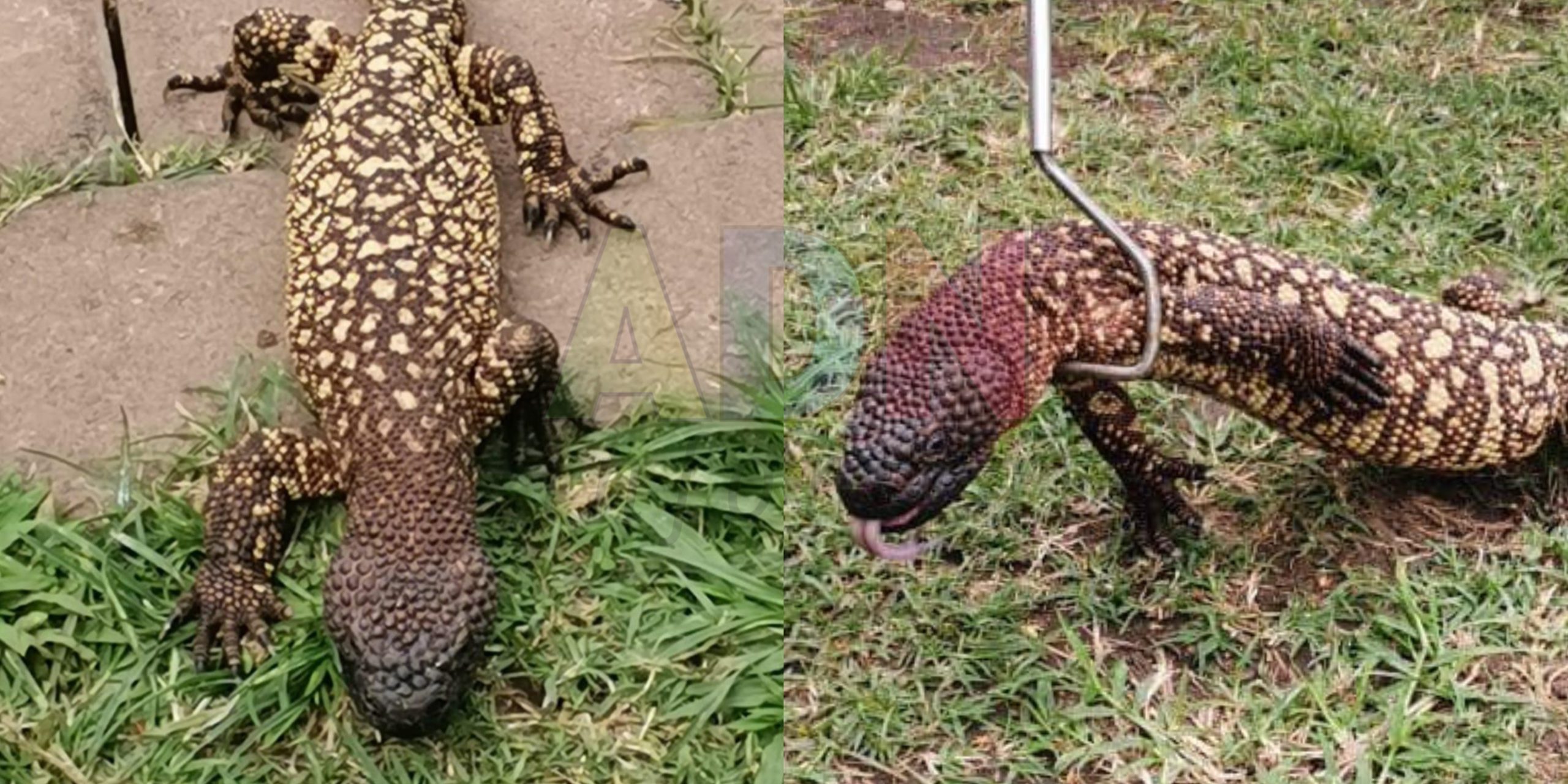 Capturan un MONSTRUO DE GILA en Cuernavaca