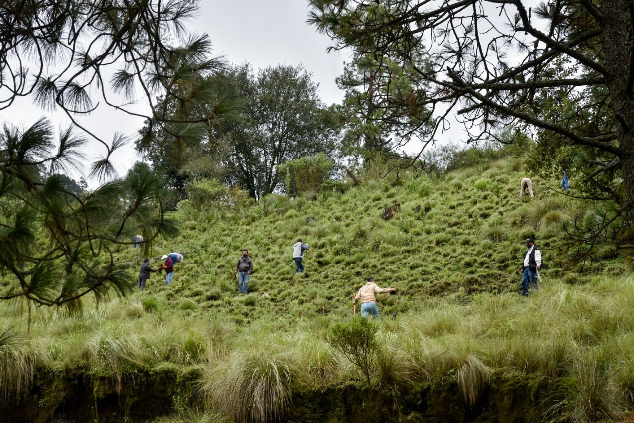 Plantaron más de 88 mil árboles en Morelos