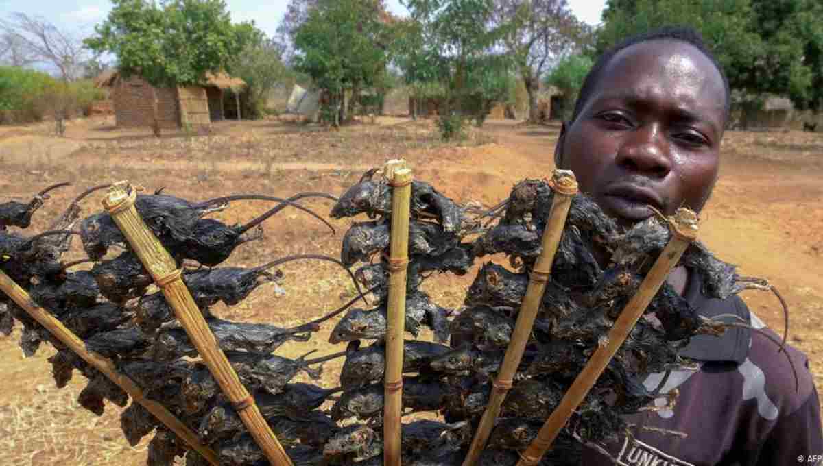 Por crisis alimentaria tiene que comer RATONES en Malaui, África.