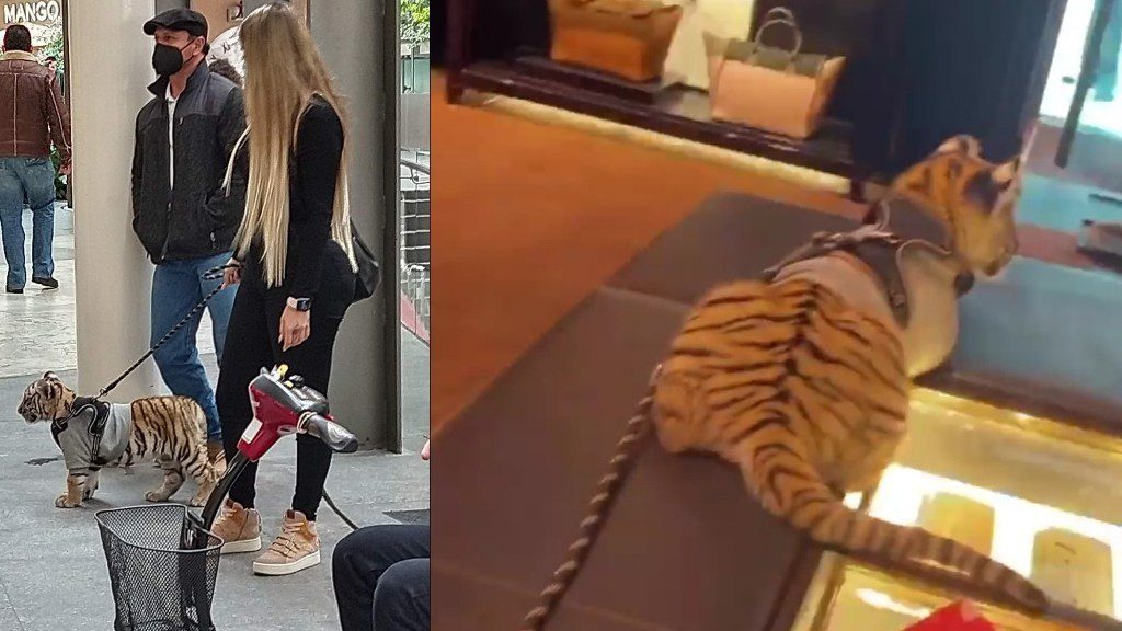 Plaza Antara recibe llamada de atención por permitir la presencia de un tigre