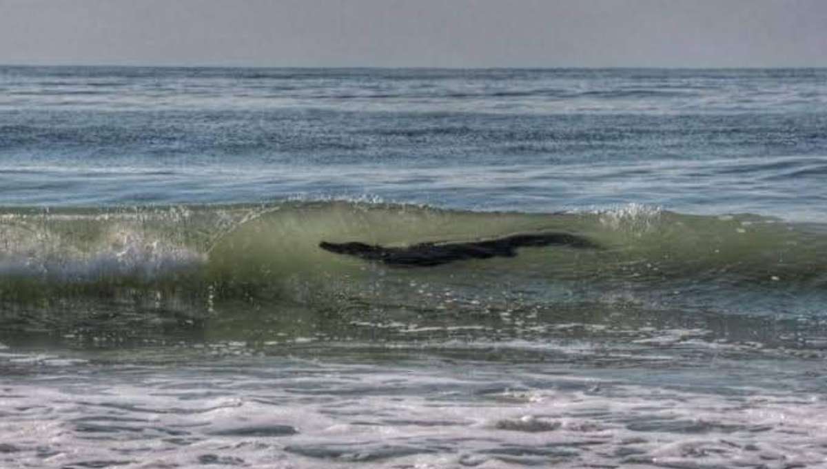 Aparece cocodrilo gigante en playas de Acapulco