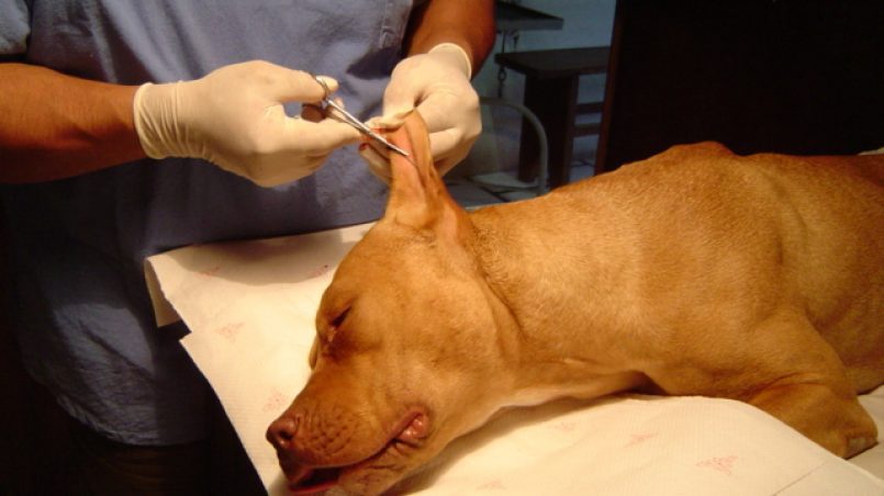 Tamaulipas prohíbe las mutilaciones de orejas y colas a mascotas