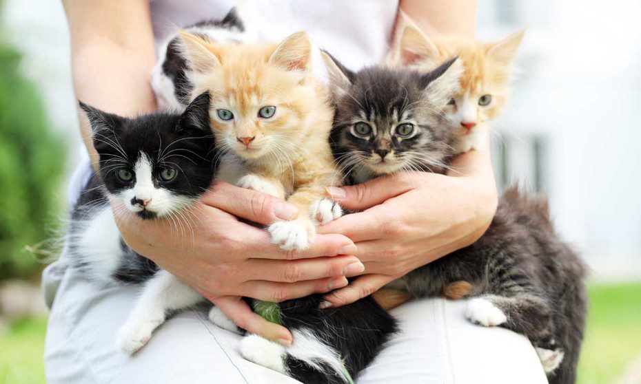 Existen 5 tipos de dueños de gatos ¿ cuál eres tú?