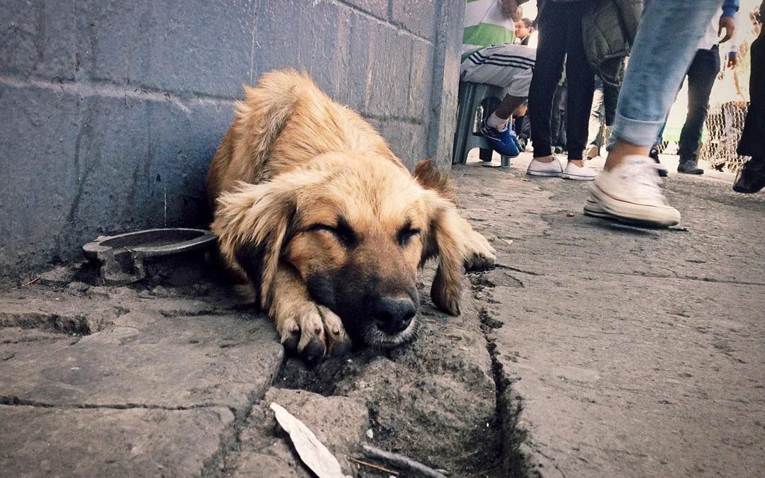 Indigente quema vivo a un cachorro para comérselo