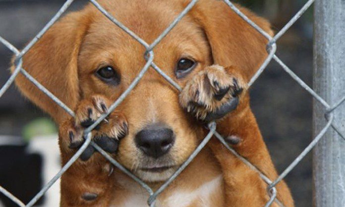 Aprueba reforma para RESCATAR a los animales maltratados dentro de sus hogares