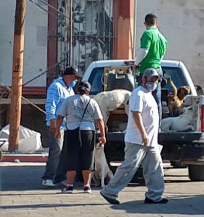 Con cuerdas se llevan a perros de la calle en Yautepec