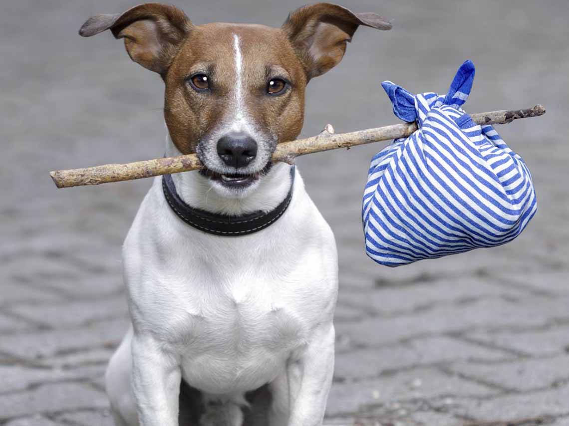 ¿Quieres adoptar un perro de la calle? Esto es lo que debes de saber