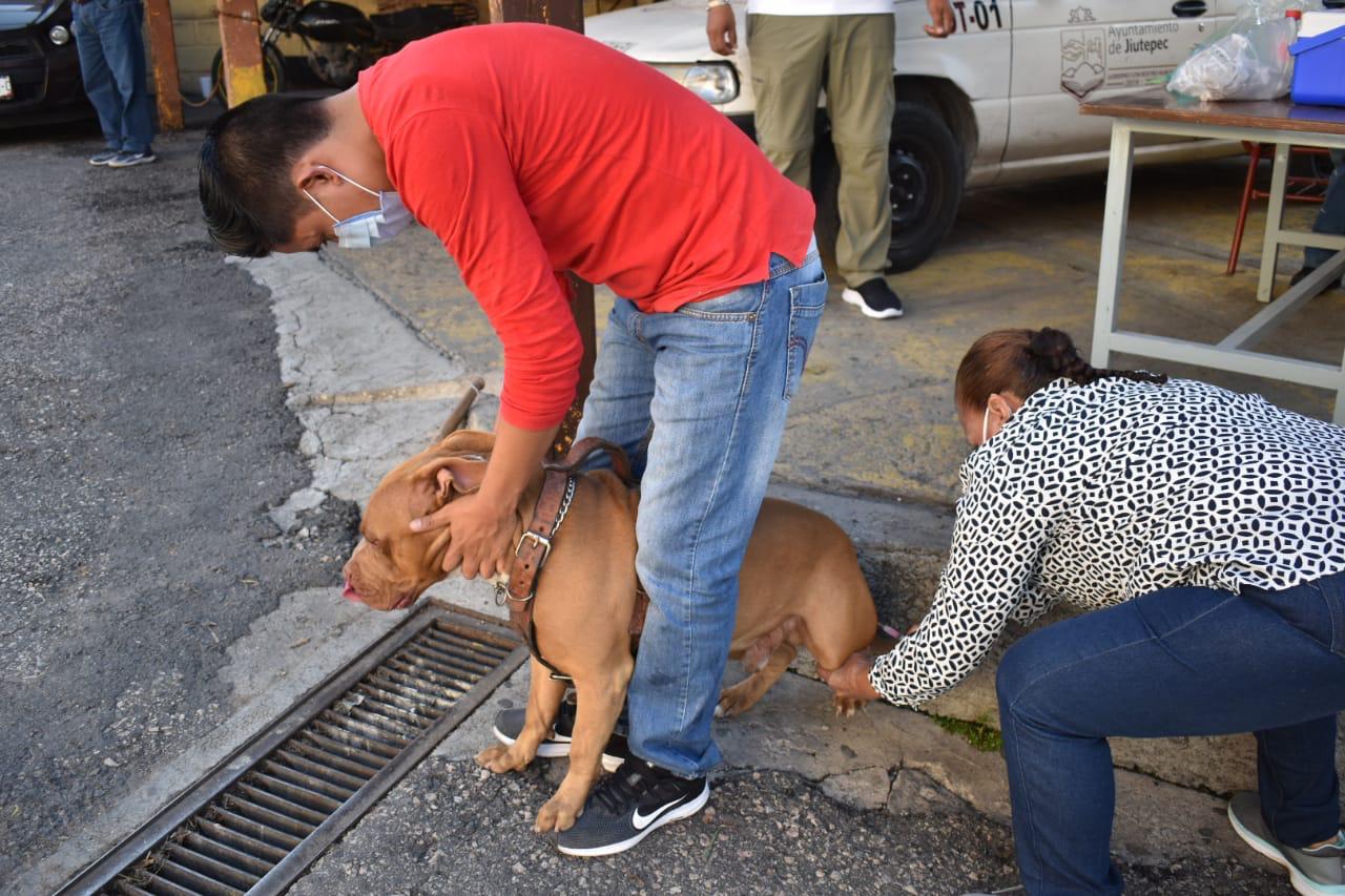 Inicia VACUNACIÓN GRATUITA para perros y gatos en Jiutepec