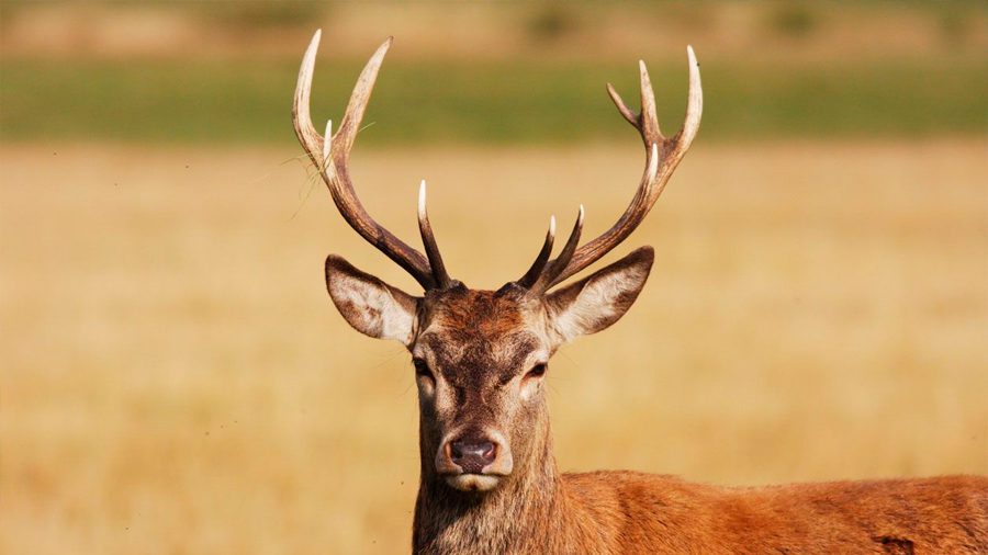 Venado mata a su cazador y es sacrificado