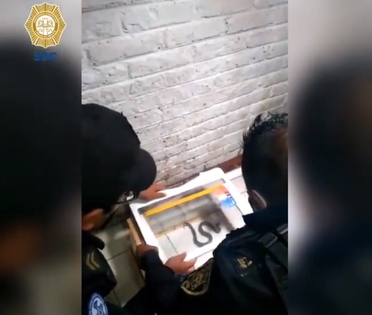 Víbora de cascabel ataca a un paciente dentro de un hospital en Tláhuac