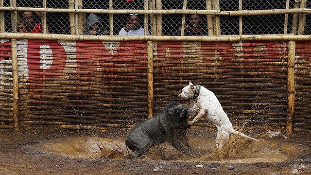 Morena propone hasta 4 años de cárcel a quien organice peleas de animales