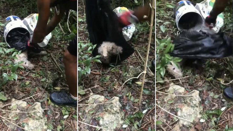 Bruno, el perrito que fue encontrado dentro de una bolsa de plástico, con el hocico amarrado