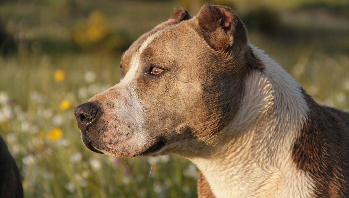 Proponen prohibir en Morelos la mutilación de animales