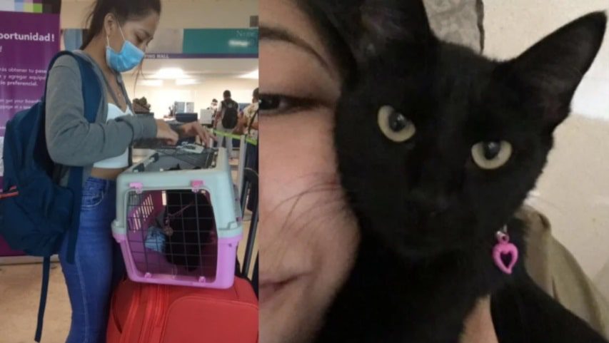 Aerolínea Viva Aerobús pierde a gatita en vuelo a Guadalajara