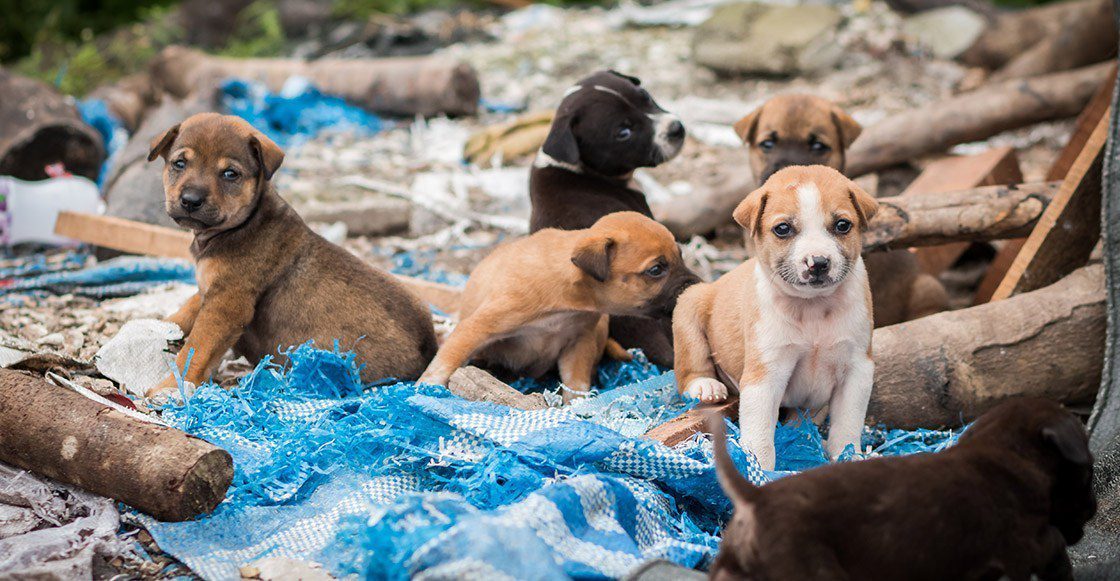 Por huracán Delta, habilitan el primer refugio para mascotas en Cancún