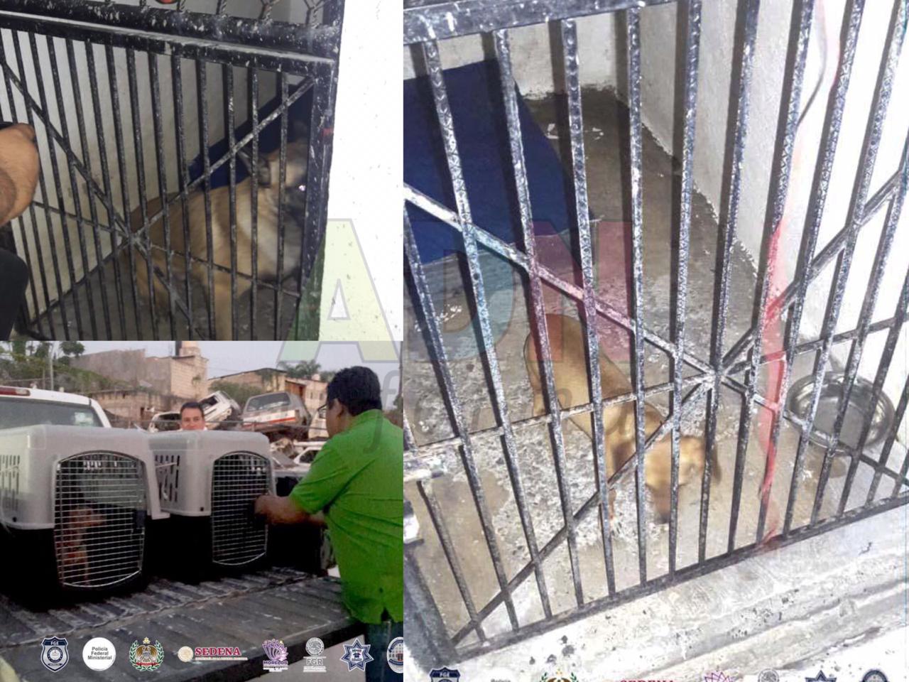 Rescatan a dos perros en las peores condiciones en cateo a casa en Cuautla