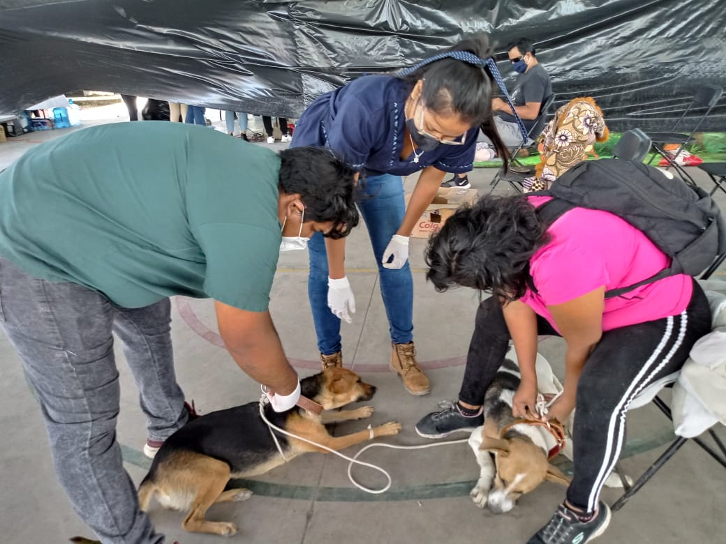 Esterilizan a bajo costo y vacunan a perros y gatos en Ayala