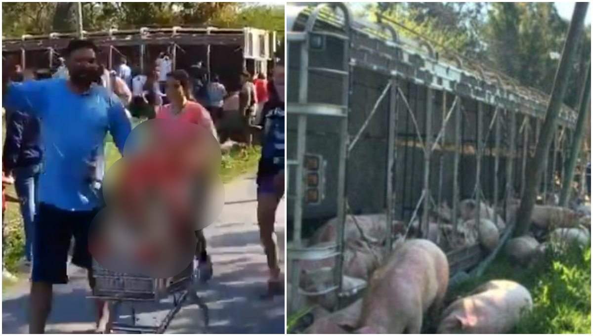 Pobladores asesinan a sangre fría a una piara de cerdos
