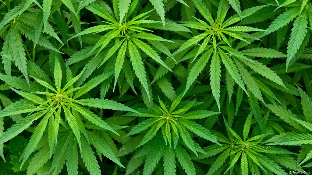 Podrás portar hasta 28 gramos y tener 6 plantas de MARIHUANA en tu casa