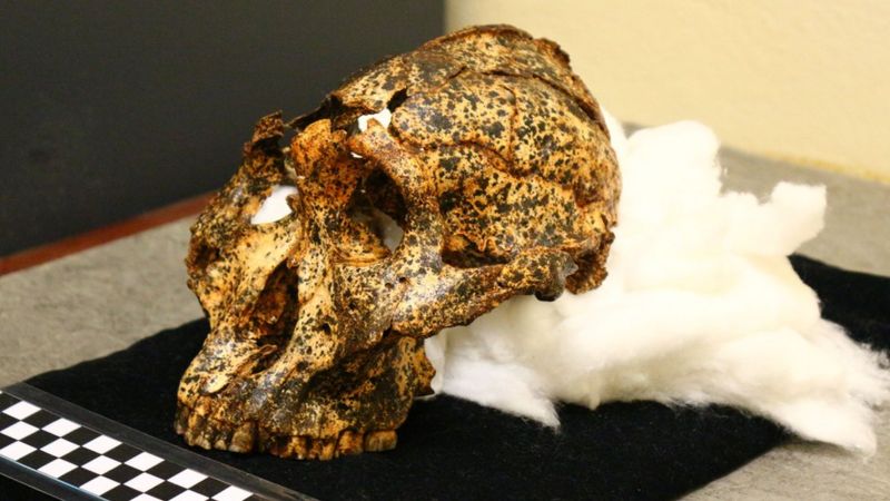 Descubren el cráneo de dos millones de años de un “primo”  de los humanos
