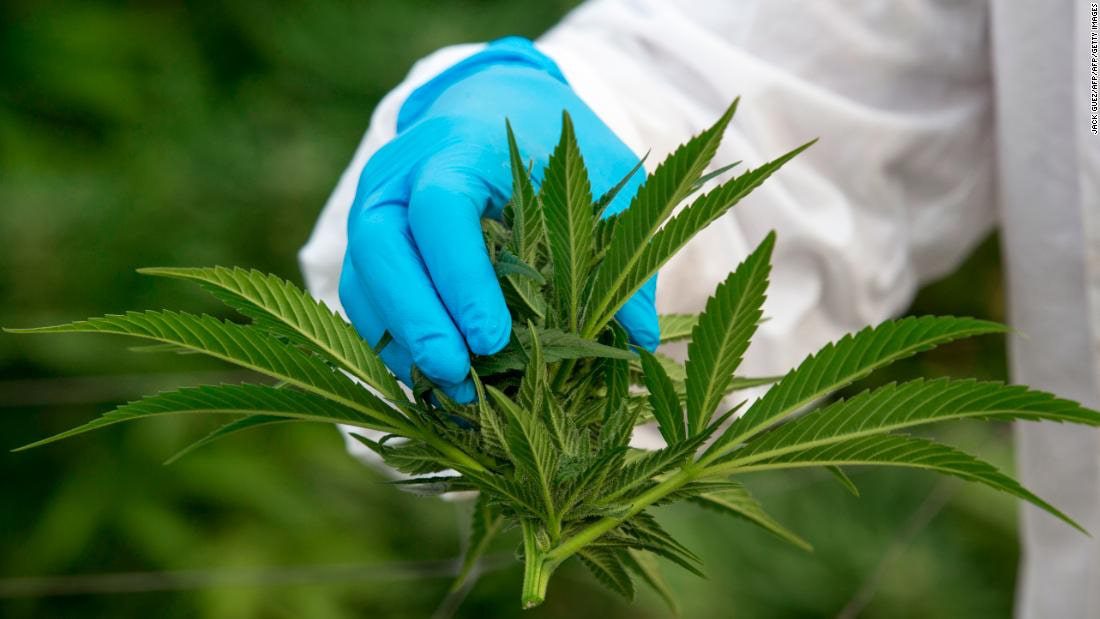 Empresa ofrece 58 mil pesos a “catador” de marihuana