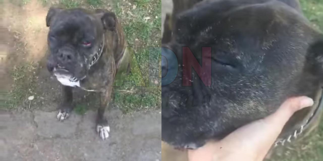 [VIDEO] Van contra vecino que lanzó ácido a una perrita y murió en Morelos