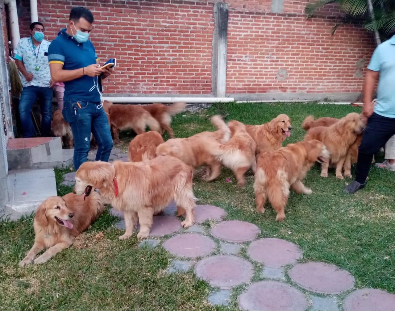 Rescatan a 23 perros Golden Retriever en Morelos